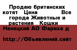 Продаю британских котят › Цена ­ 30 000 - Все города Животные и растения » Кошки   . Ненецкий АО,Фариха д.